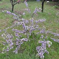 芫花