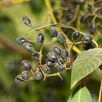 虎皮楠科