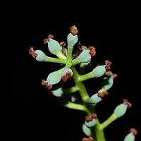 虎皮楠科