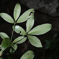 莲桂