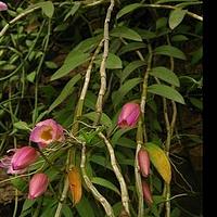 美花石斛