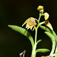 单莛草石斛