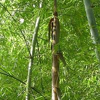 黄竹