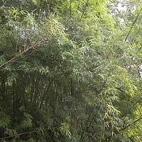 黄竹