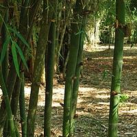 黄竹