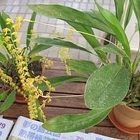 足柱兰属