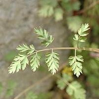 罂粟科