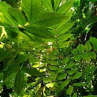 顶果木属