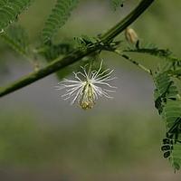 合欢草属