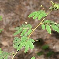 合欢草属