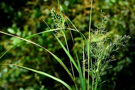 疏穗野青茅 - 图片/介绍/花期/花语/知识 - 千草植物