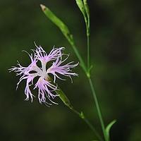 长萼瞿麦