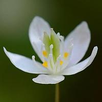 人字果属