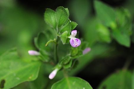 狗肝菜