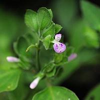 狗肝菜