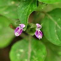 狗肝菜