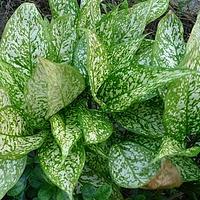 黛粉芋属