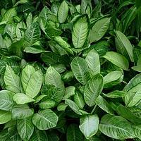 黛粉芋属