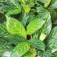 白肋黛粉芋