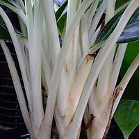 白肋黛粉芋