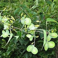 大青薯