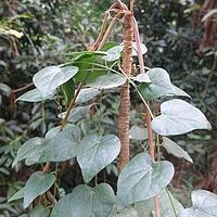 山葛薯