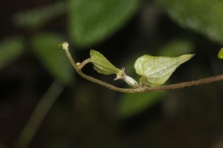 多毛叶薯蓣