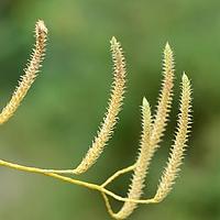 石松科