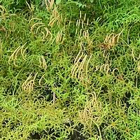 石松科