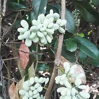 苍白秤钩风