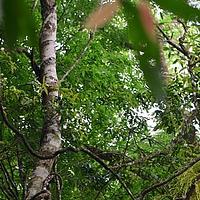 苍白秤钩风