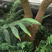 矮龙血树