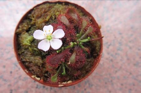 长柱茅膏菜