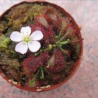 长柱茅膏菜