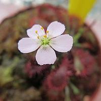 长柱茅膏菜