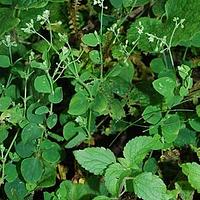 荷莲豆草属