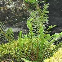 香鳞毛蕨