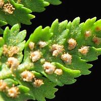 香鳞毛蕨