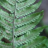 细鳞鳞毛蕨