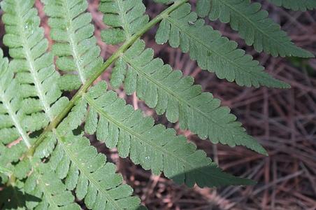 山地鳞毛蕨 - 图片/介绍/花期/花语/知识 - 千草植物