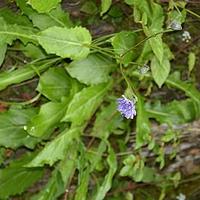 光滑厚喙菊
