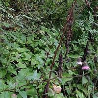 长柄厚喙菊