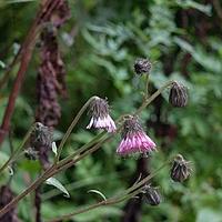 长柄厚喙菊