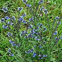 紫草科