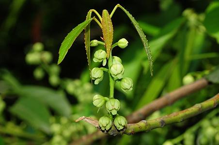 日本杜英 - 图片/介绍/花期/花语/知识 - 千草植物
