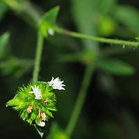 白花地胆草 图片 介绍 花期 花语 知识 千草植物