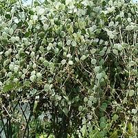 葫芦科