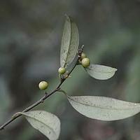 疏花酸藤子