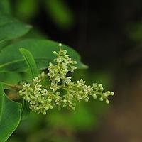 白花酸藤果