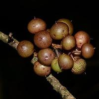 平叶酸藤子
